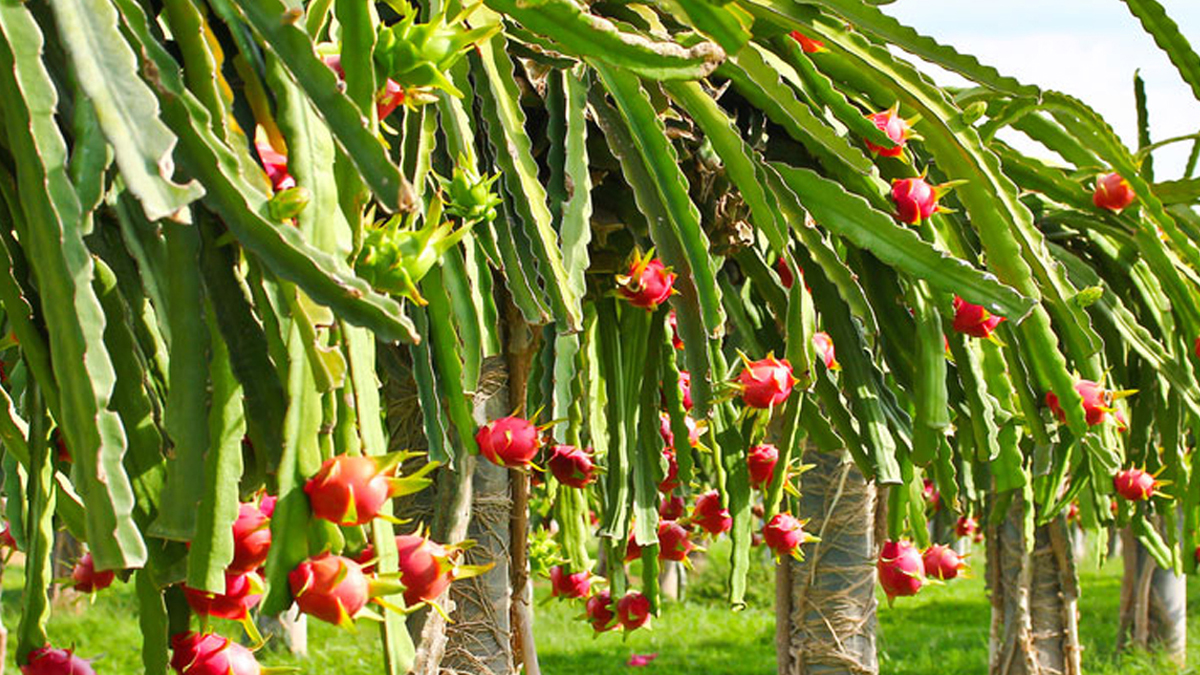 ड्रागनफ्रुट खेती : सम्भावनासँगै बढेको चुनौती